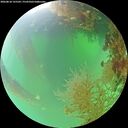 ./images/calvert/underwater/20260818/underwater20260818_125501M.jpg