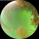 ./images/calvert/underwater/20260818/underwater20260818_131002M.jpg