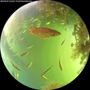 ./images/calvert/underwater/20260818/underwater20260818_161001M.jpg