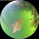 ./images/calvert/underwater/20260818/underwater20260818_171001M.jpg
