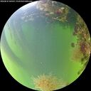 ./images/calvert/underwater/20260818/underwater20260818_184501M.jpg