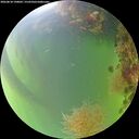 ./images/calvert/underwater/20260818/underwater20260818_190002M.jpg