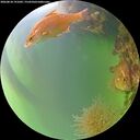 ./images/calvert/underwater/20260818/underwater20260818_191001M.jpg