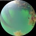 ./images/calvert/underwater/20260819/underwater20260819_071001M.jpg