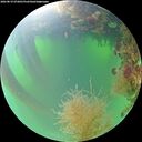 ./images/calvert/underwater/20260819/underwater20260819_072001M.jpg