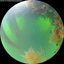 ./images/calvert/underwater/20260819/underwater20260819_075001M.jpg