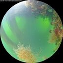 ./images/calvert/underwater/20260819/underwater20260819_075501M.jpg