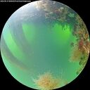 ./images/calvert/underwater/20260819/underwater20260819_080002M.jpg