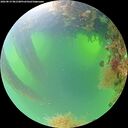 ./images/calvert/underwater/20260819/underwater20260819_081501M.jpg