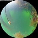./images/calvert/underwater/20260819/underwater20260819_083001M.jpg