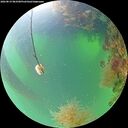 ./images/calvert/underwater/20260819/underwater20260819_083501M.jpg
