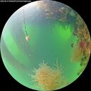 ./images/calvert/underwater/20260819/underwater20260819_084002M.jpg