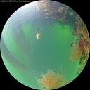 ./images/calvert/underwater/20260819/underwater20260819_084501M.jpg