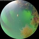 ./images/calvert/underwater/20260819/underwater20260819_085501M.jpg