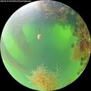./images/calvert/underwater/20260819/underwater20260819_091002M.jpg