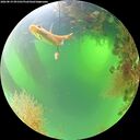 ./images/calvert/underwater/20260819/underwater20260819_091501M.jpg