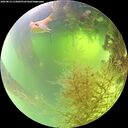 ./images/calvert/underwater/20260819/underwater20260819_112001M.jpg