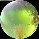 ./images/calvert/underwater/20260819/underwater20260819_113501M.jpg