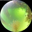 ./images/calvert/underwater/20260819/underwater20260819_114501M.jpg