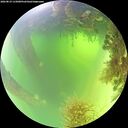 ./images/calvert/underwater/20260819/underwater20260819_115001M.jpg