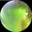 ./images/calvert/underwater/20260819/underwater20260819_125001M.jpg