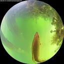 ./images/calvert/underwater/20260819/underwater20260819_131001M.jpg