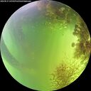 ./images/calvert/underwater/20260819/underwater20260819_145502M.jpg