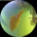 ./images/calvert/underwater/20260819/underwater20260819_152001M.jpg