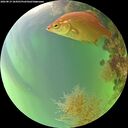 ./images/calvert/underwater/20260819/underwater20260819_184501M.jpg