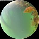 ./images/calvert/underwater/20260819/underwater20260819_190501M.jpg
