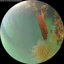 ./images/calvert/underwater/20260819/underwater20260819_194501M.jpg