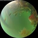 ./images/calvert/underwater/20260819/underwater20260819_200001M.jpg