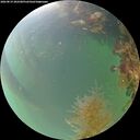 ./images/calvert/underwater/20260819/underwater20260819_202501M.jpg