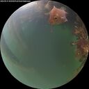 ./images/calvert/underwater/20260819/underwater20260819_205002M.jpg