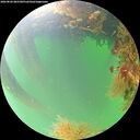 ./images/calvert/underwater/20260820/underwater20260820_085501M.jpg
