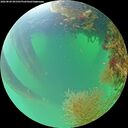 ./images/calvert/underwater/20260820/underwater20260820_091501M.jpg
