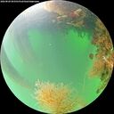 ./images/calvert/underwater/20260820/underwater20260820_093501M.jpg