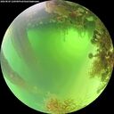 ./images/calvert/underwater/20260820/underwater20260820_120501M.jpg