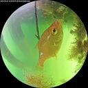 ./images/calvert/underwater/20260820/underwater20260820_152002M.jpg
