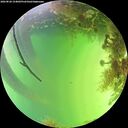 ./images/calvert/underwater/20260820/underwater20260820_154002M.jpg