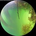 ./images/calvert/underwater/20260820/underwater20260820_162001M.jpg
