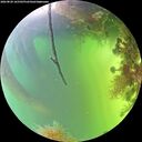 ./images/calvert/underwater/20260820/underwater20260820_165502M.jpg