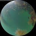 ./images/calvert/underwater/20260820/underwater20260820_204501M.jpg