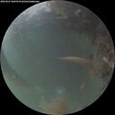 ./images/calvert/underwater/20260821/underwater20260821_060501M.jpg