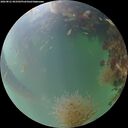 ./images/calvert/underwater/20260821/underwater20260821_063501M.jpg