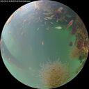 ./images/calvert/underwater/20260821/underwater20260821_064002M.jpg