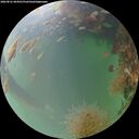 ./images/calvert/underwater/20260821/underwater20260821_064501M.jpg