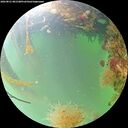 ./images/calvert/underwater/20260821/underwater20260821_081501M.jpg