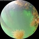 ./images/calvert/underwater/20260821/underwater20260821_082501M.jpg