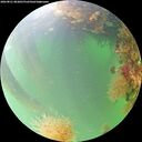 ./images/calvert/underwater/20260821/underwater20260821_083001M.jpg